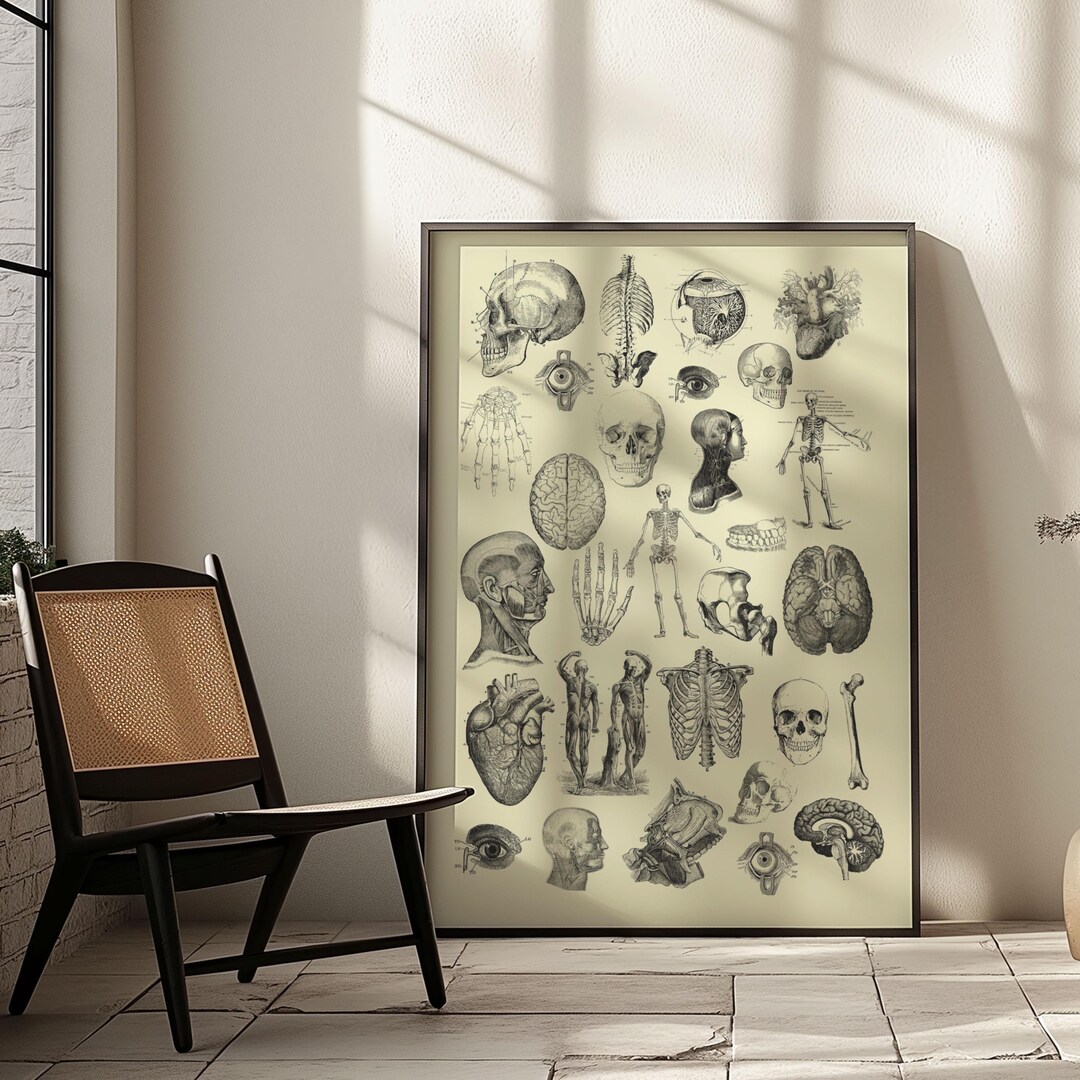 Vintage Human Anatomy Print: Skeleton & Bones, Medical Wall Art - Etsy