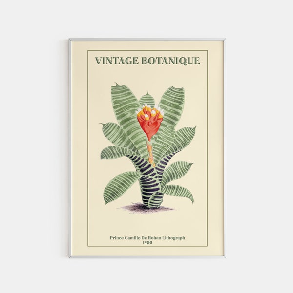 Botanical Print, Flower Market Poster, Printed Flower Poster, Matisse Flower Print, Guzmania Poster, Vintage Botanique, Print Size A2/A3/A4