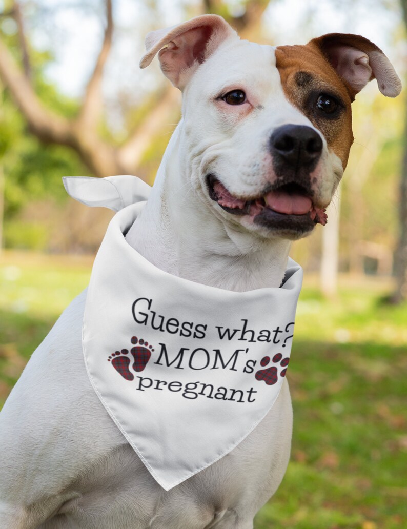 Dog Pregnancy Announcement Mom