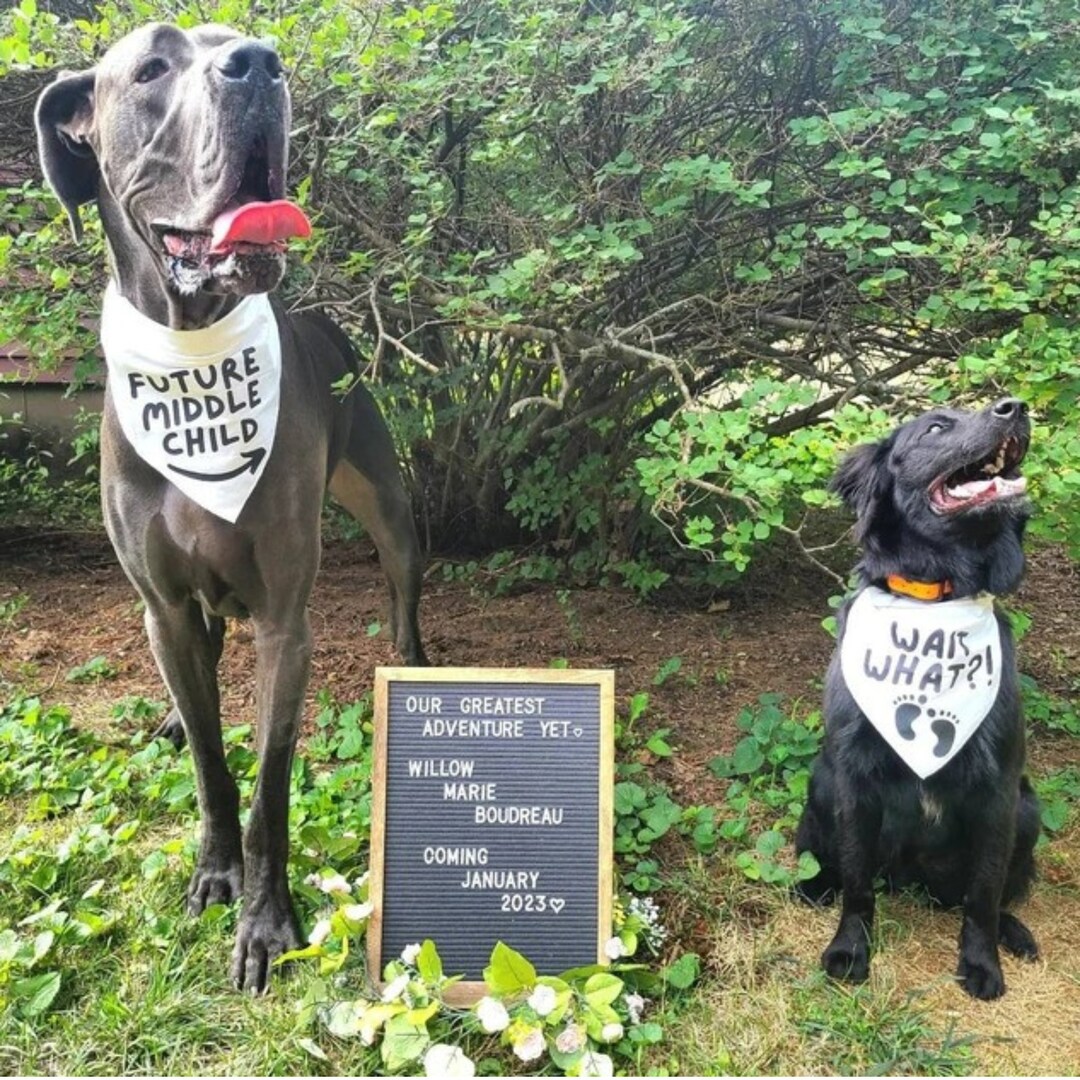 Dog Bandana Pregnancy Announcement Set of 2 Dog Bandanas Etsy