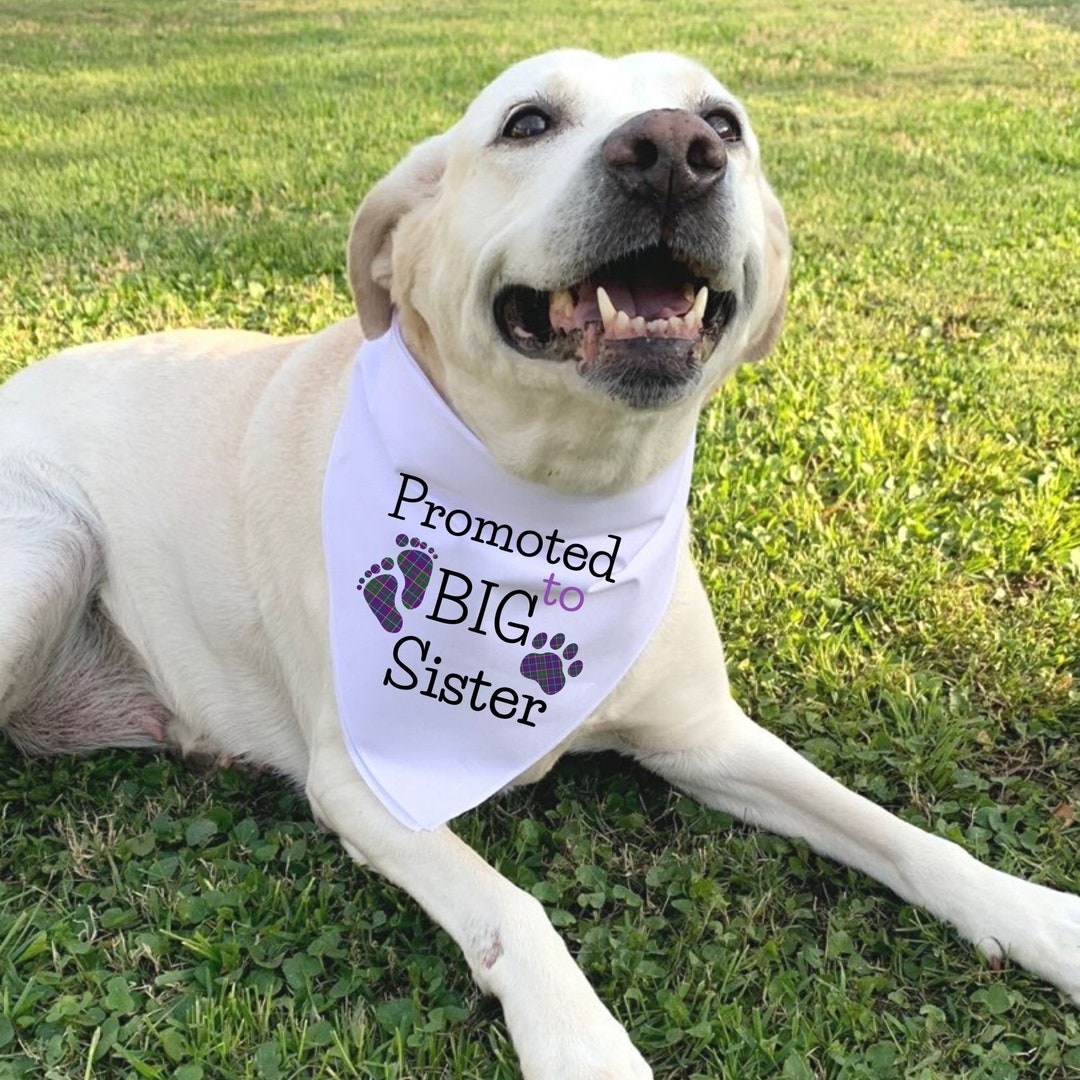 Big Sister Bandana For Dog Ywomgcj Promoted To Big Sister Dog