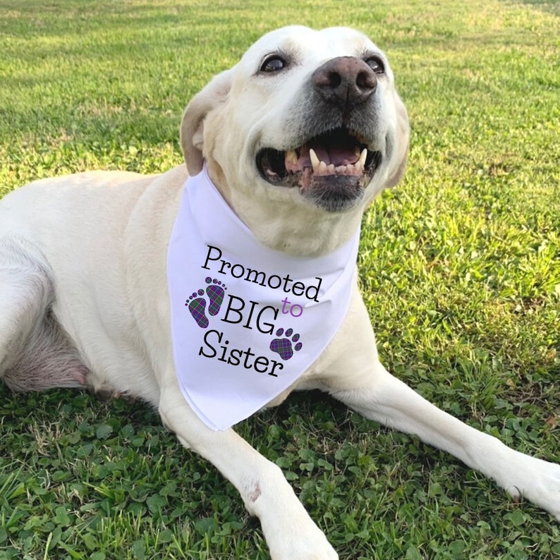 Big Sister Dog Bandana Dog Baby Announcement Promoted to Big Etsy