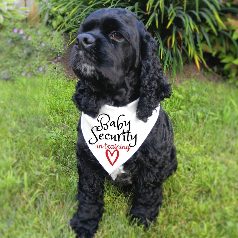 Dog Pregnancy Announcement, Baby Security In Traning, Dog Baby Announcement, Pregnancy Announcement, Pregnancy Reveal Dog Bandana image 2