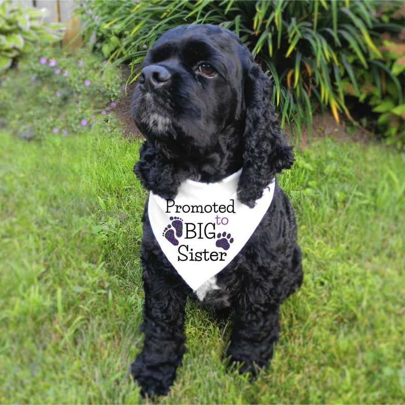 Big Sister Dog Bandana Dog Baby Announcement Promoted to Big Etsy