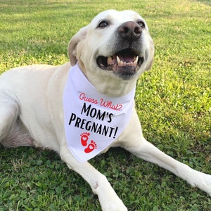 Dog Baby Announcement, Dog Bandana Pregnancy Announcement- Guess What? Mom's Pregnant