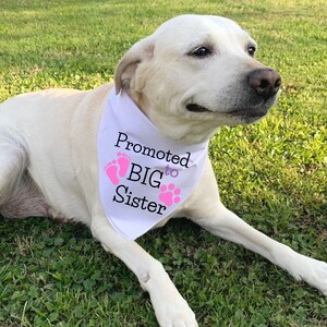 2 Bandane Per Cani "Promosso A Fratello/Sorella Maggiore" - Sciarpa Bianca Per Annunci Gravidanza - Foto 13
