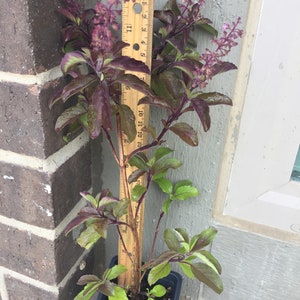 Indian Krishna Tulasi Plant/Holy Basil(Ocimum tenuiflorum) - NON-GMO/No Pesticides (Not your basic basil)