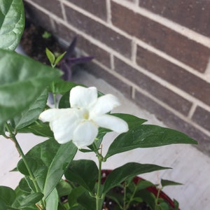 Chameli Jasmine Plant - Etsy