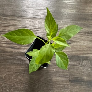 May include: A small green pepper plant growing in a black plastic pot. The plant has several leaves and is in the early stages of growth.