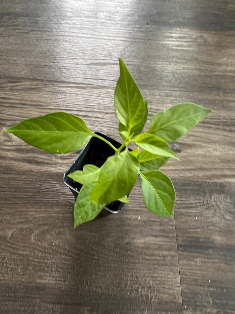 May include: A small green pepper plant growing in a black plastic pot. The plant has several leaves and is in the early stages of growth.