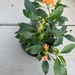 see more listings in the Flower Plants section