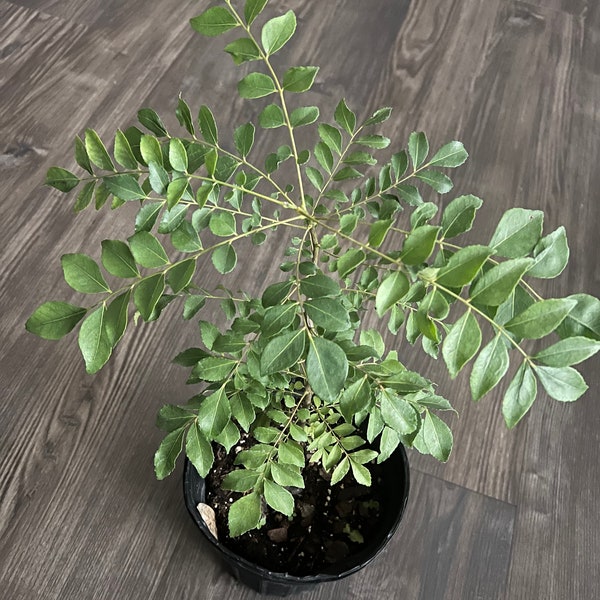 Curry Leaf plant (Murraya koenigii, karivepallai, karivembu, kadipatta) - Indian Variety - 12'' - Very Fragrant 2-year-old