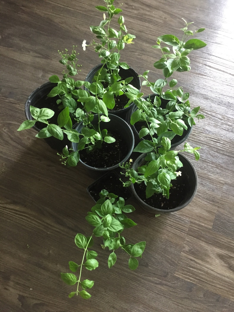 Jui Jasmine Plant (Virajaji/Jaji/Jasmine/Jasminum auriculatum/Jui/Juhi) - Seasonal Blooming image 9