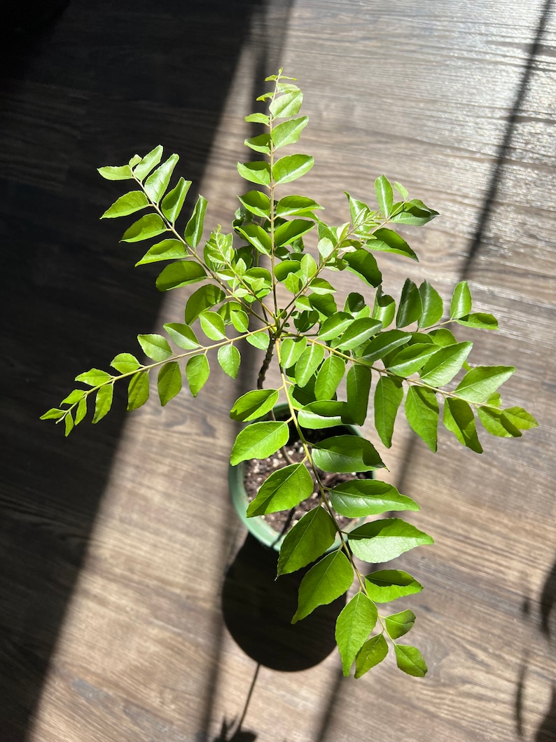 15'' - 1 to 2 years old