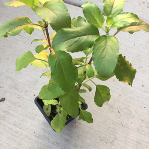 Tulasi Holy Basil Plant (Ocimum Tenuiflorum) - NON-GMO