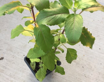 Tulasi Holy Basil Plant (Ocimum Tenuiflorum) - NON-GMO