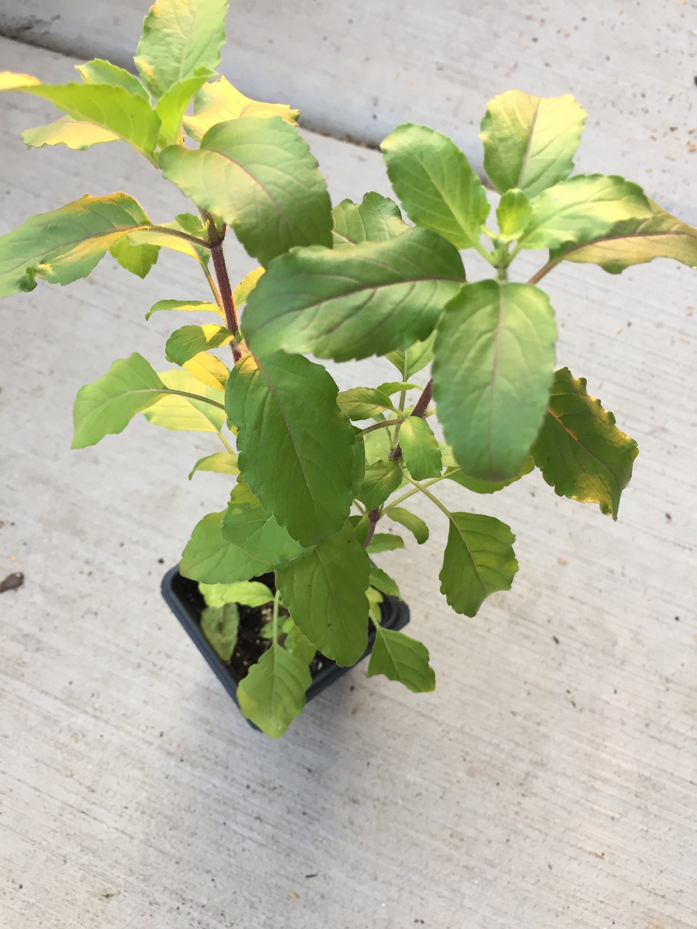 Tulasi Holy Basil Plant (Ocimum Tenuiflorum) - NON-GMO