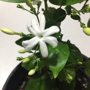 Pianta di gelsomino Jui Virajaji/Jaji/Jasmine/Jasminum auriculatum/Jui/Juhi Fioritura stagionale immagine 4