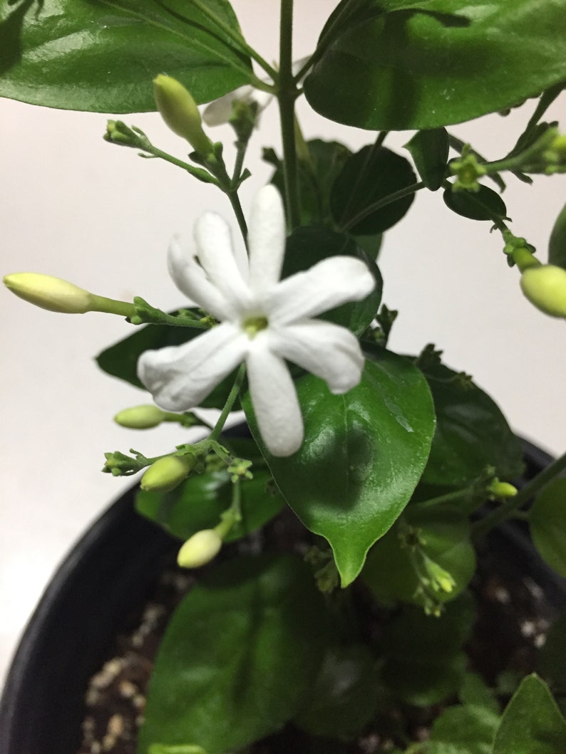 Jui Jasmine Plant Virajaji/Jaji/Jasmine/Jasminum auriculatum/Jui/Juhi Seasonal Blooming image 4