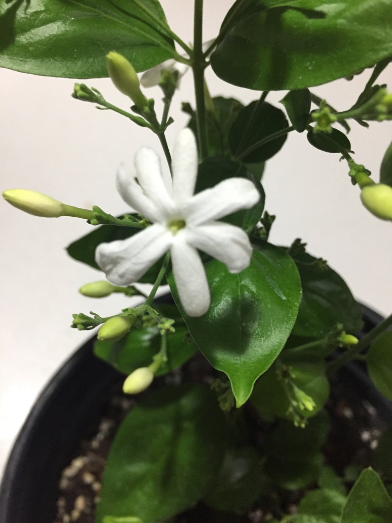 Jui Jasmine Plant (Virajaji/Jaji/Jasmine/Jasminum auriculatum/Jui/Juhi) - Seasonal Blooming image 4