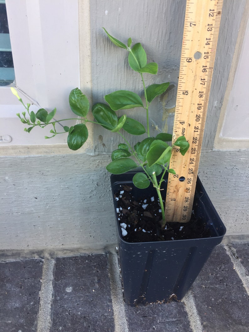 Jui Jasmine Plant (Virajaji/Jaji/Jasmine/Jasminum auriculatum/Jui/Juhi) - Seasonal Blooming image 7