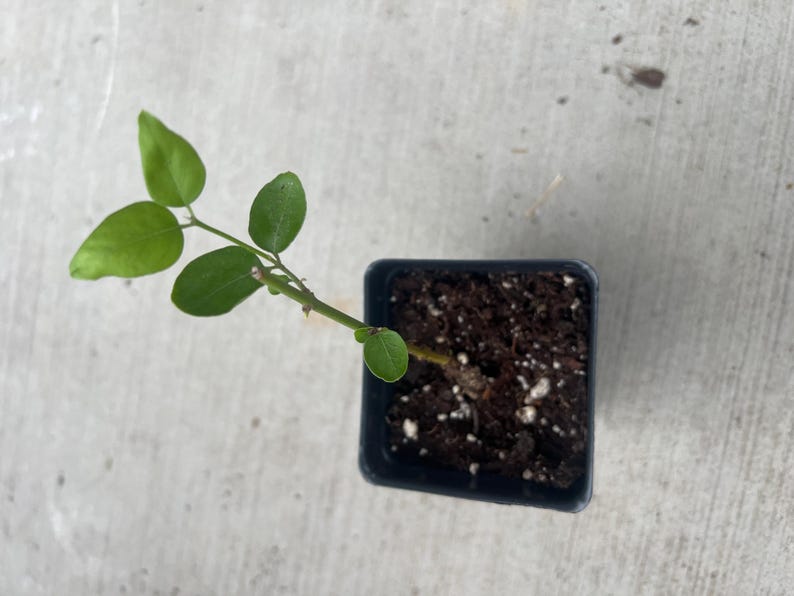 Jui Jasmine Plant (Virajaji/Jaji/Jasmine/Jasminum auriculatum/Jui/Juhi) - Seasonal Blooming image 10