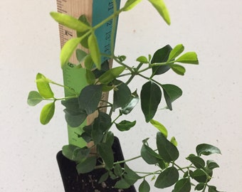 Jasmine Plant(Nithya malli/Normal Jasmine/Jasmine /Jasmine Mullai/ Jaji Malli)