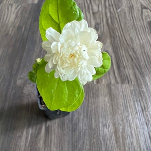 Grand Duke of Tuscany Jasmine Plant (Jasminum Sambac)