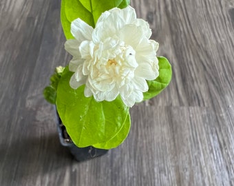 Grand Duke of Tuscany Jasmine Plant (Jasminum Sambac)