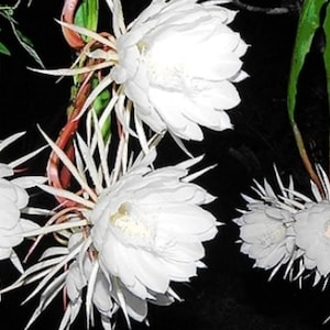 Epiphyllum Pumilum( Orchid Cactus/BramhaKamalam / Night Blooming Cactus / Queen Of The Night) - Cuttings / Rooted Cuttings