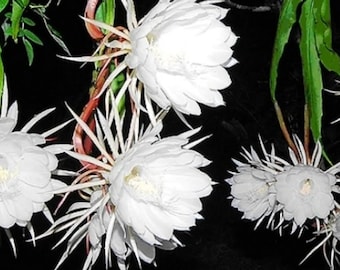 Esquejes de cactus orquídea de floración nocturna (Epiphyllum pumilum)