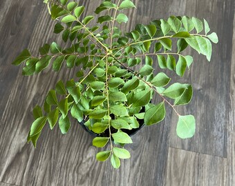 Curry Leaf plant 12'' (Murraya koenigii, karivepallai, karivembu, kadipatta) - Indian Variety - Very Fragrant 2-year-old