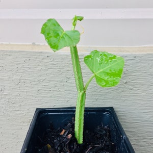 Pirandai plant - Non GMO / No pesticides(Nalleru/Vajravalli/Hadjod/Harbhanga/Cissus quadrangularis)