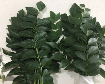 Frische und Aromatische Curry Blätter (Murraya koenigii, karivepallai, karivembu, karivepaku, kadipatta) - NICHT Pflanze - versandkostenfrei