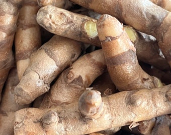 Mango Ginger (Curcuma amada/ Mamidi Allam/Maṅkay inci/ Mavina suṇṭhi/zanjabil almanju/mango imbir/Ama Ada) various options