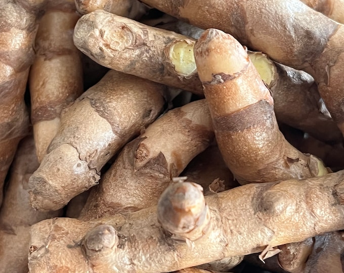 Malay Rose Torch Ginger Etlingera Venusta Live Rhizome Etsy