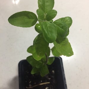 Ocimum tenuiflorum (Indian Tulasi Plant/Holy Basil / Rama Tulasi or Green Tulasi) - NON-GMO (Not your basic basil)