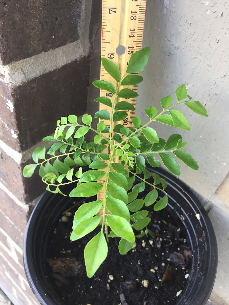 May include: A potted curry leaf plant with green leaves growing in a black pot. The plant is about 15 inches tall and is measured against a wooden ruler.