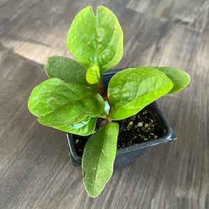 May include: A small, leafy green plant in a square black plastic pot. The plant has vibrant green leaves with a few red stems. The plant is a houseplant or garden plant.