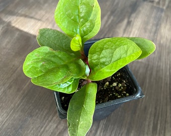 Malabar Spinach Live Plant (Pui Saag)