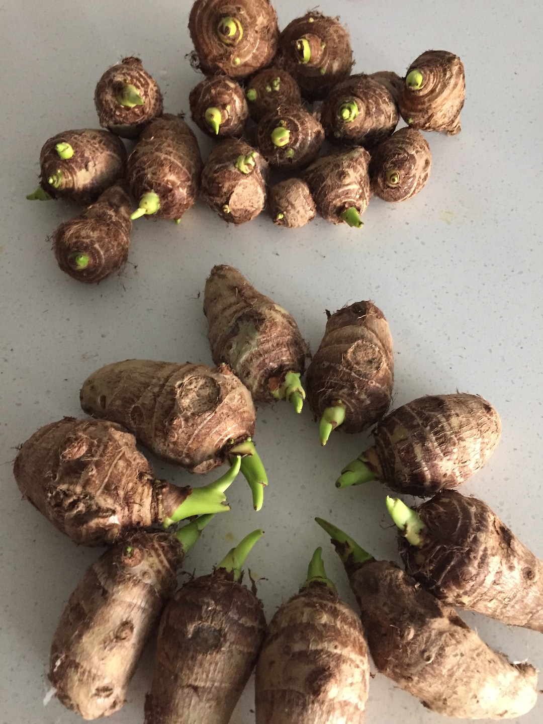 Elephant Ear Bulbs (arvi/arbi/yu Tou) - Various Options - Edible  Variety(colocasia Esculenta) - Etsy