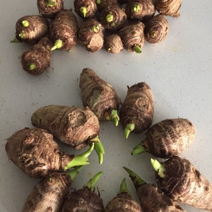 Elephant Ear Bulbs (Arvi/Arbi/Yu Tou) - Various options - Edible variety(Colocasia esculenta)