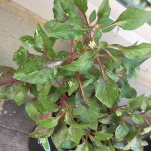 Ponnakanti Red Or Green- (Ponnaganni/Honagone/Mukunuwenna) starter plants 3+ inches