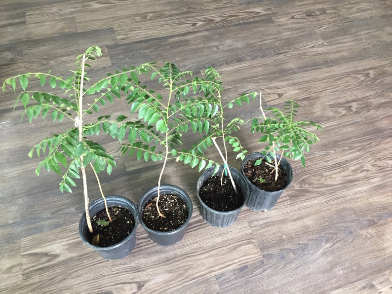 Plants of various sizes