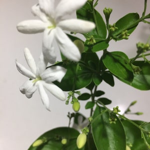 Pianta di gelsomino Jui Virajaji/Jaji/Jasmine/Jasminum auriculatum/Jui/Juhi Fioritura stagionale immagine 5