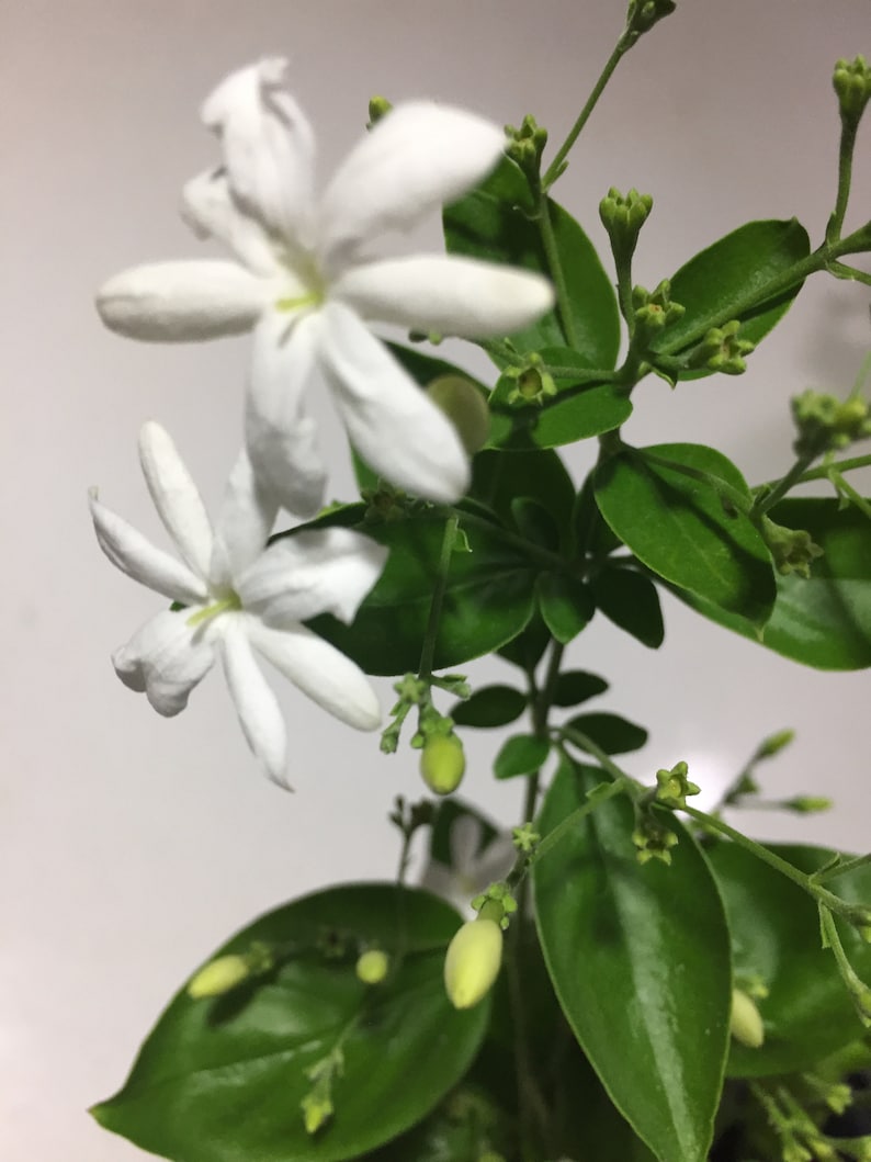 Jui Jasmine Plant (Virajaji/Jaji/Jasmine/Jasminum auriculatum/Jui/Juhi) - Seasonal Blooming image 5