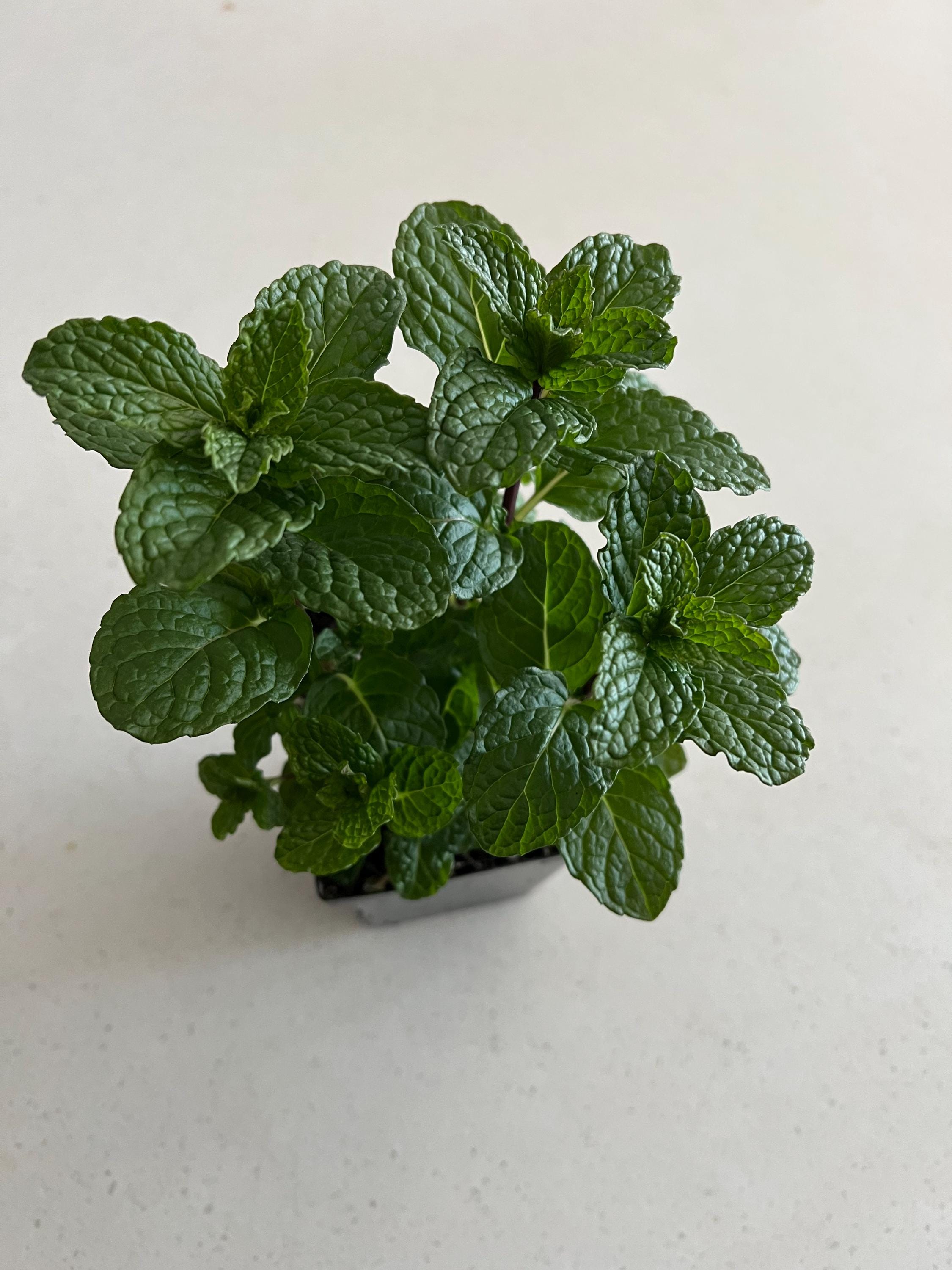 gratis saatgut 2020 Bio-Gurke (Vorgebirgstraube) – Little Plants