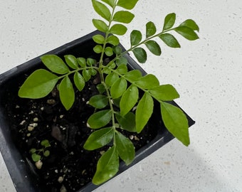 Curry Leaf live plant(Murraya koenigii, karivepallai, karivembu, karivepaku, kadipatta)