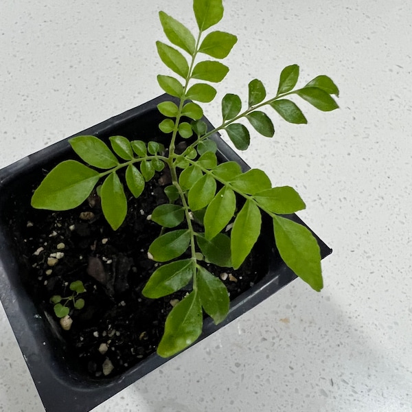 Curry Leaf live plant(Murraya koenigii, karivepallai, karivembu, karivepaku, kadipatta)