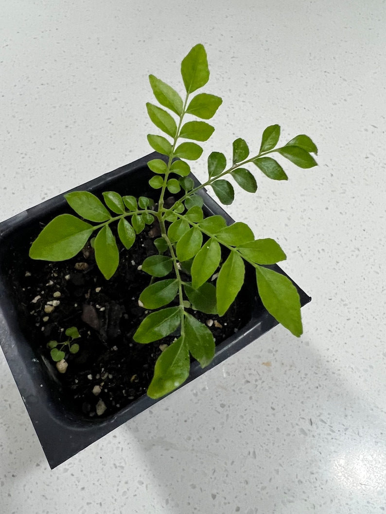 May include: A small curry leaf plant growing in a black plastic pot. The plant has bright green leaves and is potted in dark brown soil.
